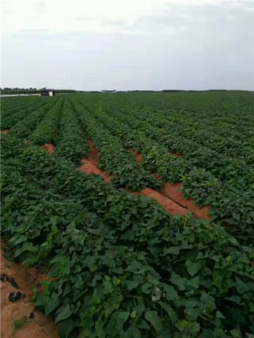 信陽紅薯苗分享：紅薯苗培育常見問題及解決對(duì)策